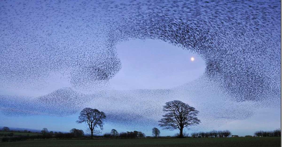 Beautiful Murmurations - Bird Swarms-Large Flock of Starlings