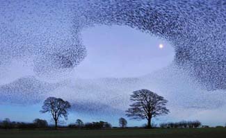 Beautiful Murmurations (Starling Bird Swarms) (Videos)