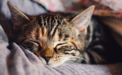 Keep Cats Indoors