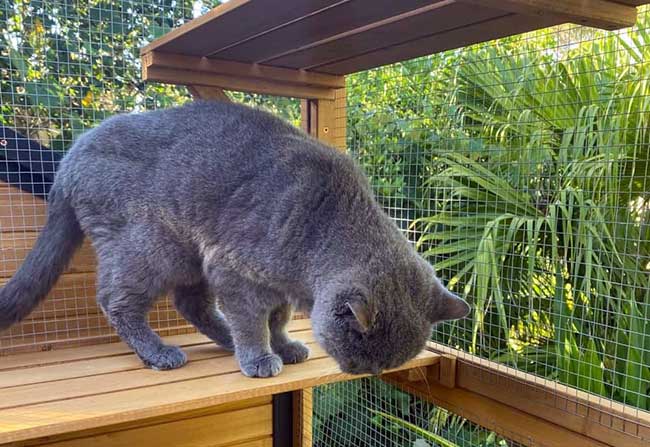 Catio enclosures deals