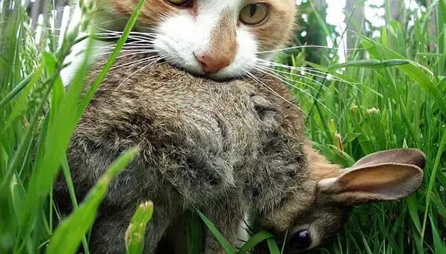 Cat Killing a Rabbit