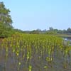 Protect Mangroves to Protect Oceans
