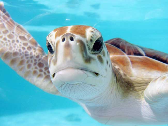 Top 10 Ways to Protect Our Oceans