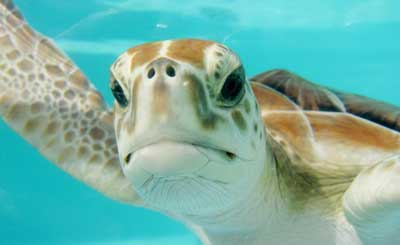Top 10 Ways to Protect Our Oceans
