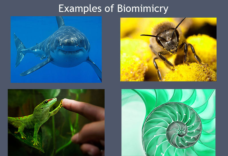 Products Biology Def At Charlotte Thrower Blog Products Biology Def At Charlotte Thrower Blog
