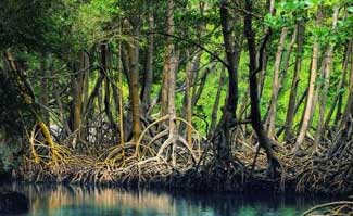 Biomimicry: The Nine Laws of Nature and Examples (Slide Show)
