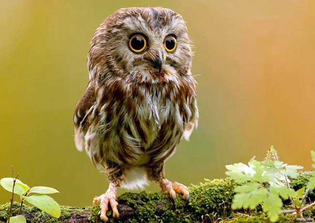 Quotes on Living in Harmony with Nature