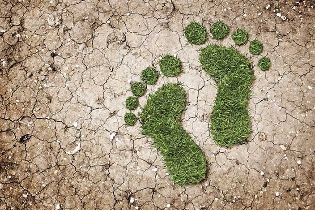 How to Reduce Your Carbon Footprint