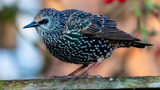 Juvenile Starling