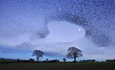 Beautiful Starling Murmuration Videos
